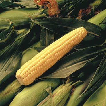 Corn, Early Sunglow 1lb — photo 1 of 2