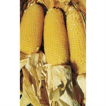 Popcorn, Perdue 410 Hybrid 1lb — photo 1 of 2