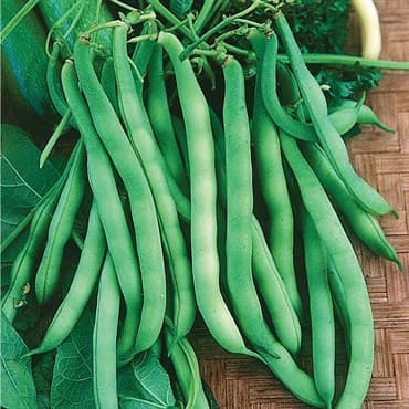 Beans, Burpee Stringless 1lb — photo 1 of 2