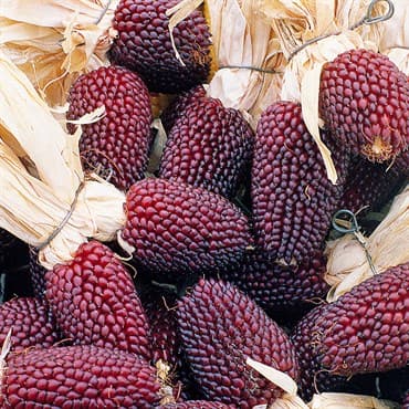 Popcorn, Red Strawberry 1/2lb — photo 1 of 2