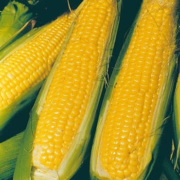 Corn, Nk 199 1lb — photo 1 of 2