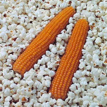 Popcorn, South American 1lb — photo 1 of 2