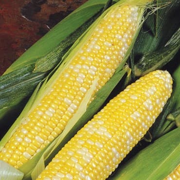 Corn, Delectable 1lb — photo 1 of 2