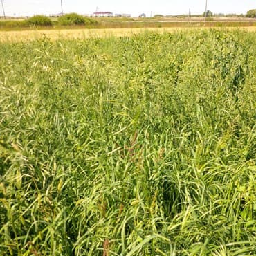 Brome Grass, Smooth 50# — photo 1 of 2