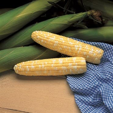 Corn, Serendipity 1/2lb — photo 1 of 2