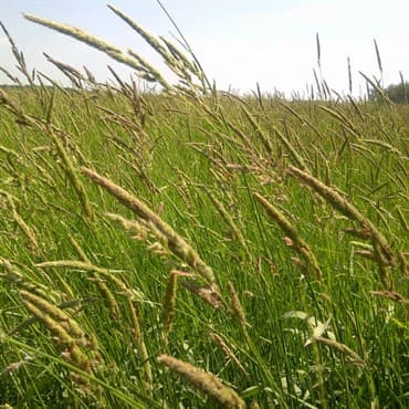 Reed Canarygrass VNS - 50# — photo 1 of 2