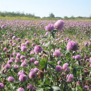 Clover, Medium Red 50# — photo 1 of 2