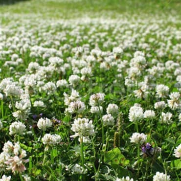 Clover, Ladino Uncert 50# — photo 1 of 2