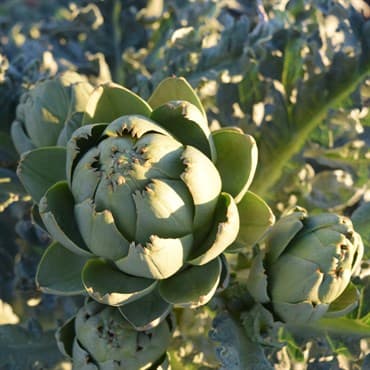 Artichoke, Green Globe 1/2oz — photo 1 of 2
