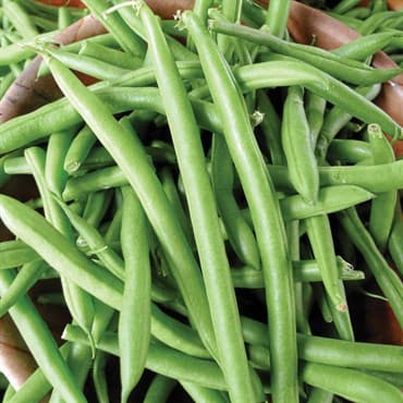 Beans, Tendergreen Bush Stringless 1lb — photo 1 of 2