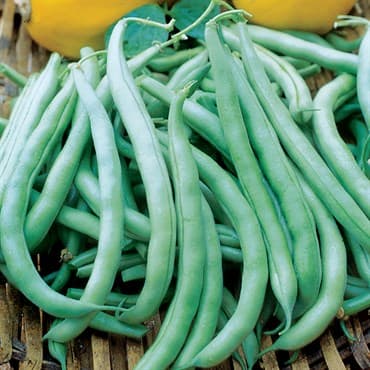 Beans, Tenderette Bush 25lb — photo 1 of 2