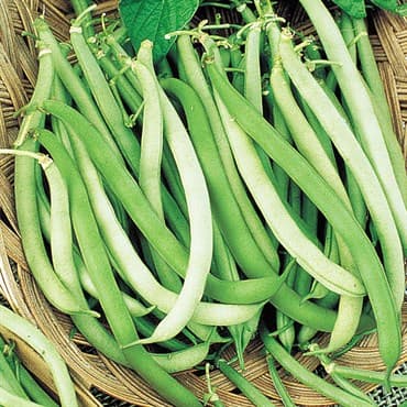 Beans, Topcrop Bush 25lb — photo 1 of 2