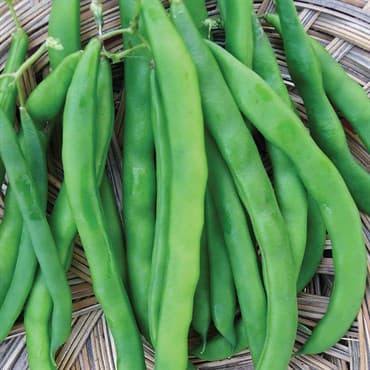 Beans, White Half Runner 25lb — photo 1 of 2