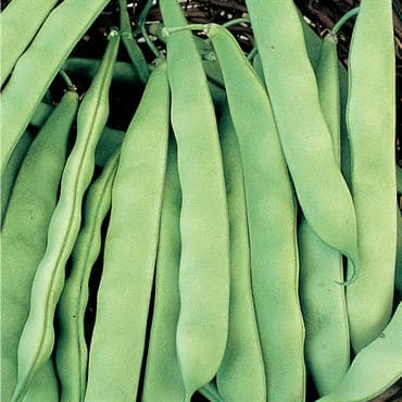 Beans, Roma II 1/2lb — photo 1 of 2