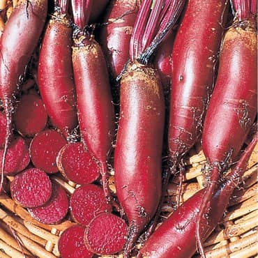 Beets, Cylindra 1/2lb — photo 1 of 2