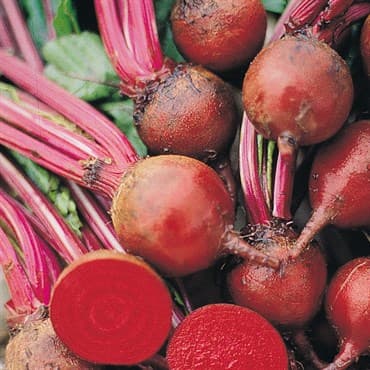 BEETS, DETROIT DARK RED 50# — photo 1 of 2