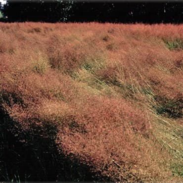 Red Top 50# — photo 1 of 2