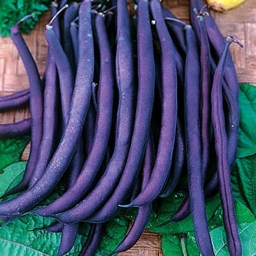 Beans, Royal Burgundy Bush 1lb — photo 1 of 2