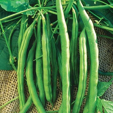 Beans, Kentucky Wonder Bush 125 Treated 25lb — photo 1 of 2