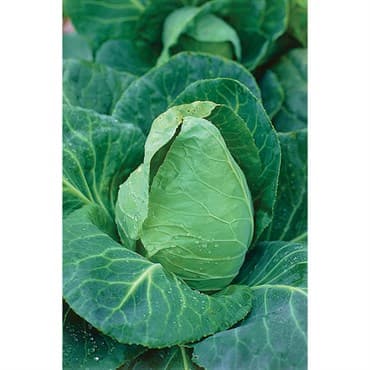 Cabbage, Charleston Wakefield 1lb — photo 1 of 2