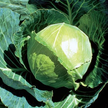 Cabbage, Golden Acre 1/2oz — photo 1 of 2