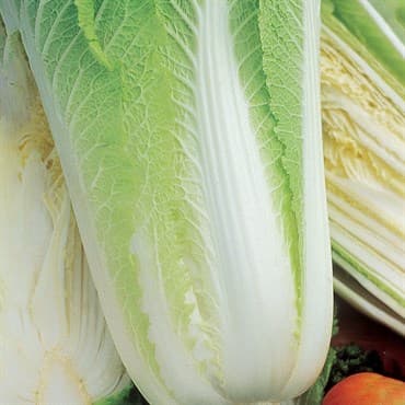 Cabbage, Michihili Chinese 1/2oz — photo 1 of 2