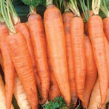 Carrot, Danver Half Long 1/2oz — photo 1 of 2
