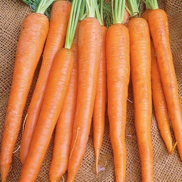 CARROTS, IMPERATOR 50# — photo 1 of 2