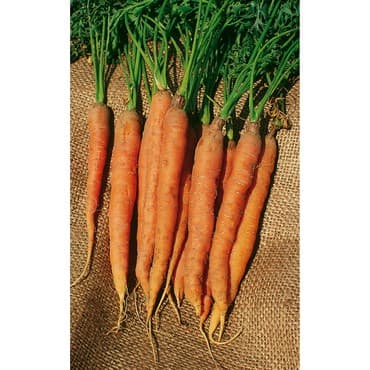 Carrot, Little Finger 1/2oz — photo 1 of 2