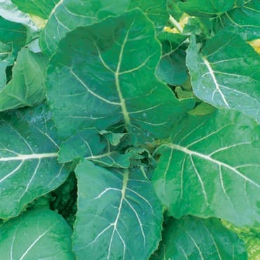 Collards, Georgia 1lb — photo 1 of 2