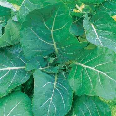 Collards, Georgia 4oz — photo 1 of 2