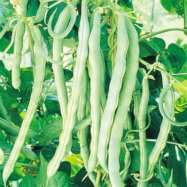 Beans, Blue Lake Fm1 Pole 25lb — photo 1 of 2