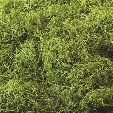 SuperMoss 8oz Spanish Moss Preserved Chartreuse — photo 1 of 2