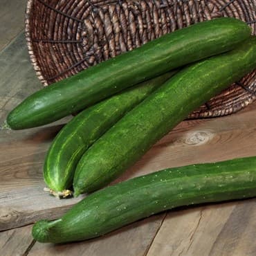 Cucumber, Tasty Green/ Burpless #26 1/2oz — photo 1 of 2