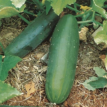 Cucumber, Spacemaster Bush 1lb — photo 1 of 2