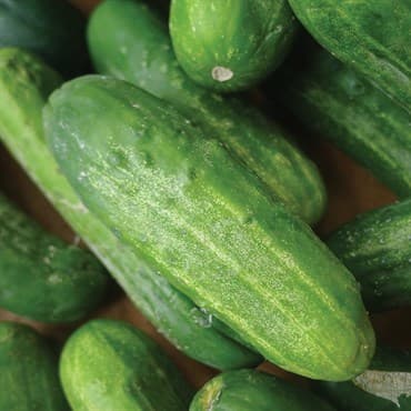 Cucumber, National Pickling 1/2oz — photo 1 of 2