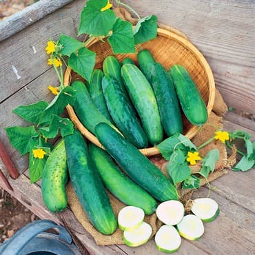 Cucumber, Poinsett 76 1/2oz — photo 1 of 2