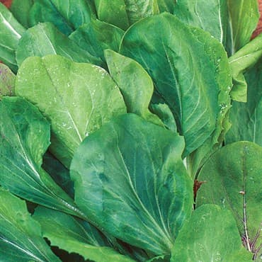 Endive, Broad Leaf Batavian 1/2lb — photo 1 of 2