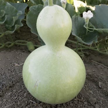 Gourds, Birdhouse - 1lb — photo 1 of 2