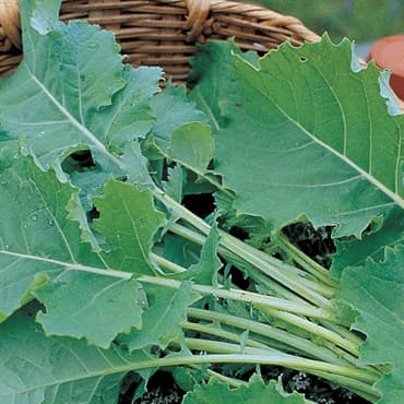 Kale, Hanover Salad 1lb — photo 1 of 2