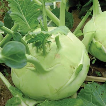 Kohlrabi, Early White Vienna 1/2oz — photo 1 of 2