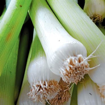 Leek, American Flag 1/2oz — photo 1 of 2