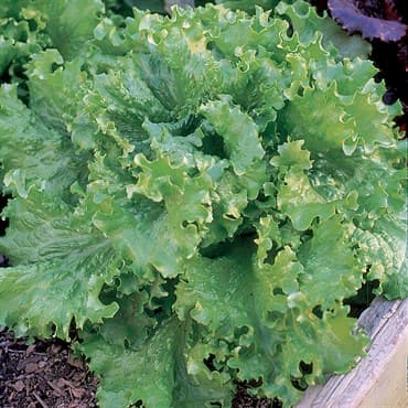 Lettuce, Black Seeded Simpson 1/2lb — photo 1 of 2