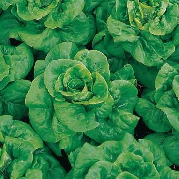 Lettuce, Buttercrunch 1/2oz — photo 1 of 2