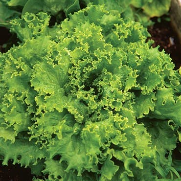 Lettuce, Grand Rapids 1/2lb — photo 1 of 2