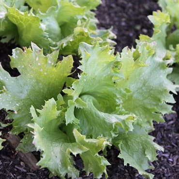 Lettuce, Ithaca 1/2oz — photo 1 of 2