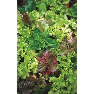 Lettuce, Mesclun Salad Mix 1/2oz — photo 1 of 2