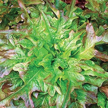 Lettuce, Oakleaf 1/2oz — photo 1 of 2