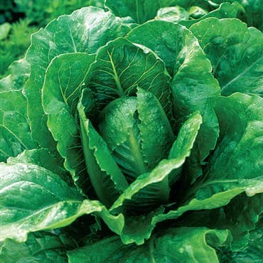 Lettuce, Parris Island Cos ( Romaine ) 1/2oz — photo 1 of 2