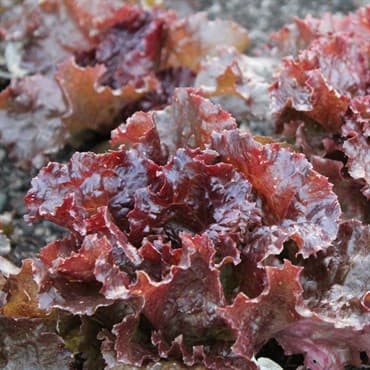 Lettuce, Red Sails 1/2oz — photo 1 of 2